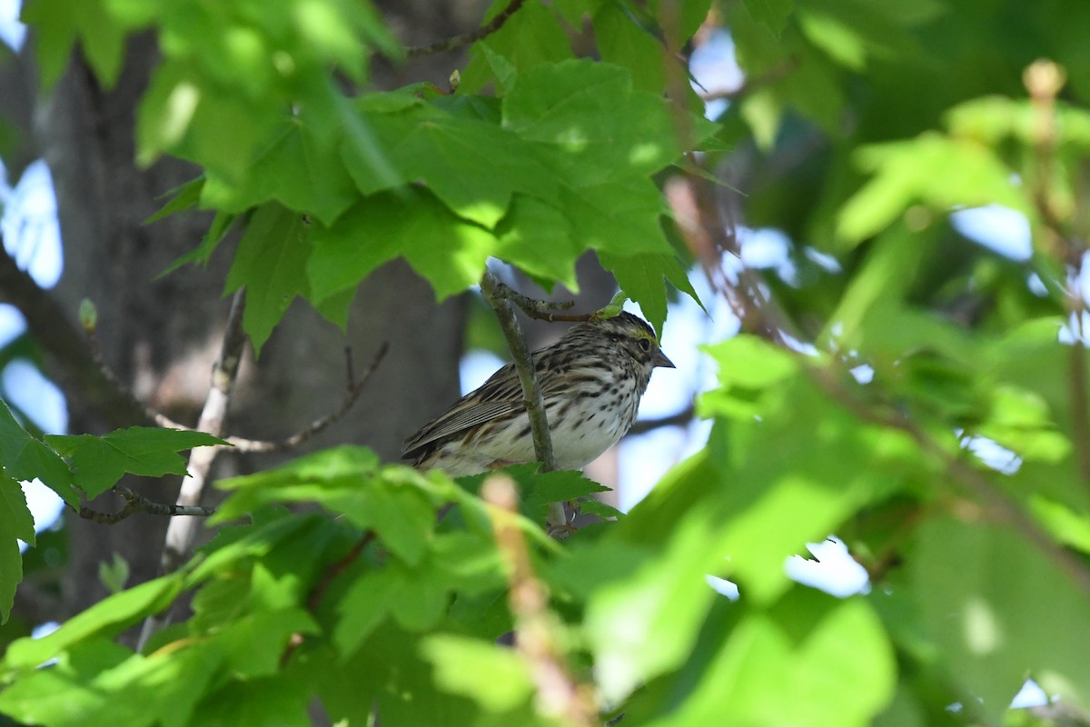 Savannah Sparrow - ML97976311