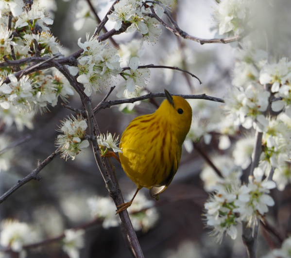 Northern Yellow Warbler - Leslie S