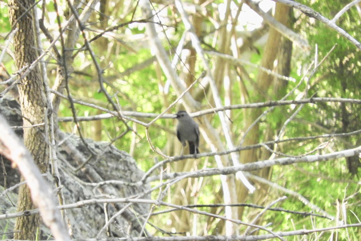 Pájaro Gato Gris - ML97977611