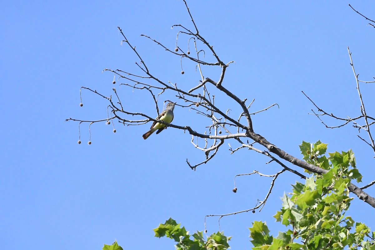 Great Crested Flycatcher - ML97978561