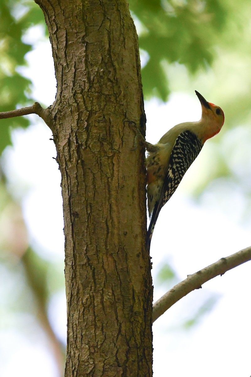 Red-bellied Woodpecker - Alise Baer