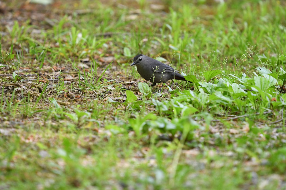 Gray Catbird - ML97978861