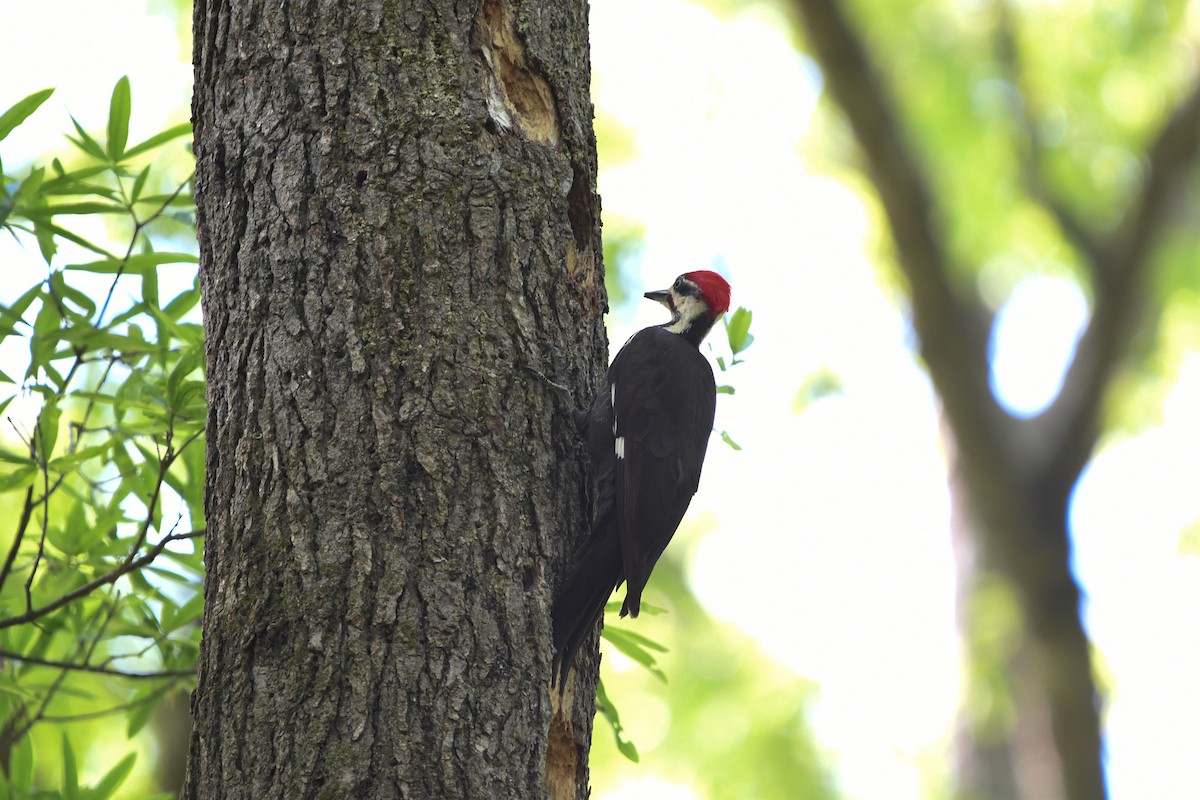 Pileated Woodpecker - ML97979161