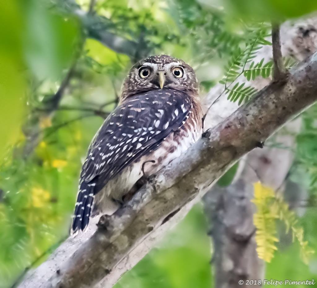 Cuban Pygmy-Owl - Felipe Pimentel