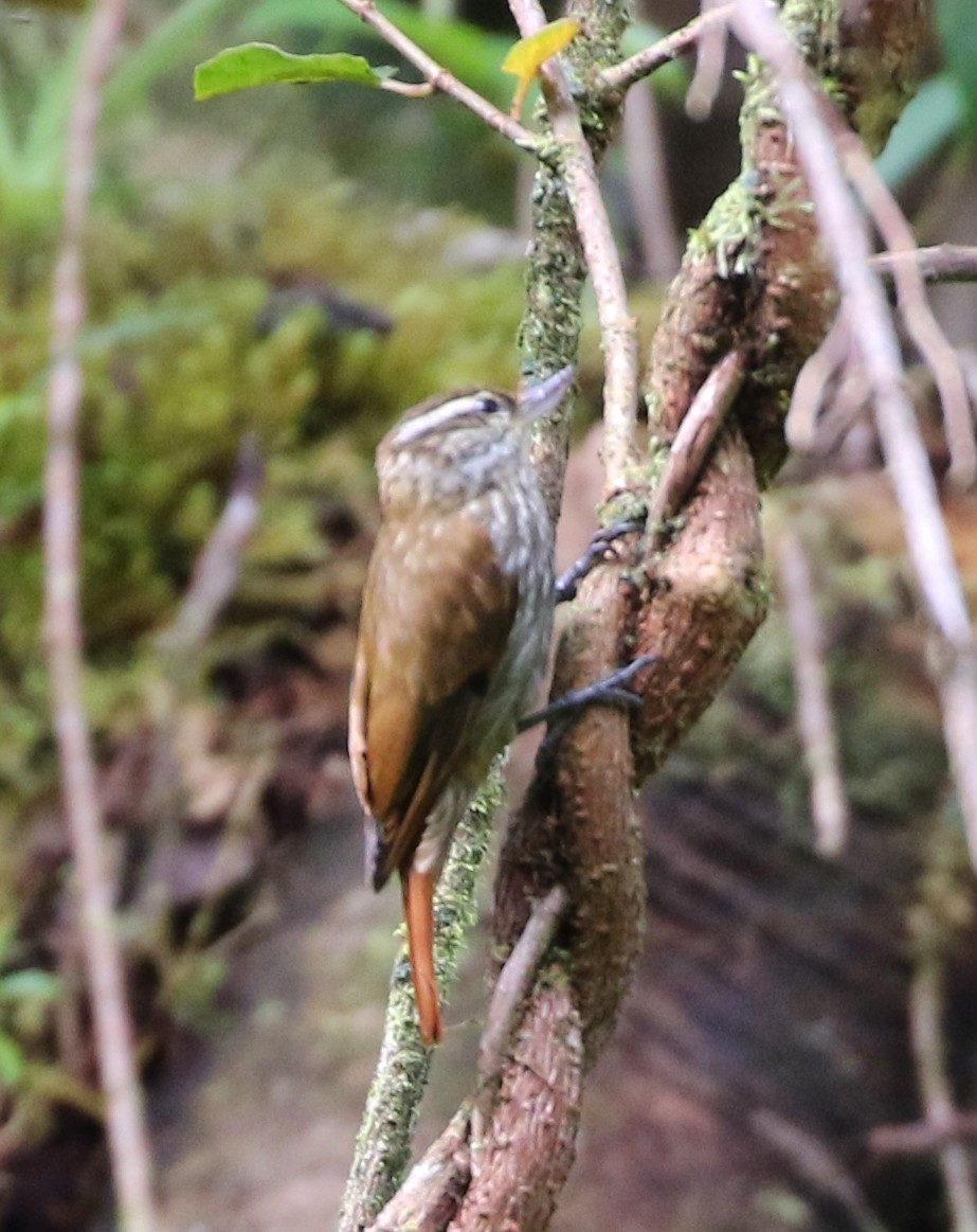 Streaked Xenops - ML97982191