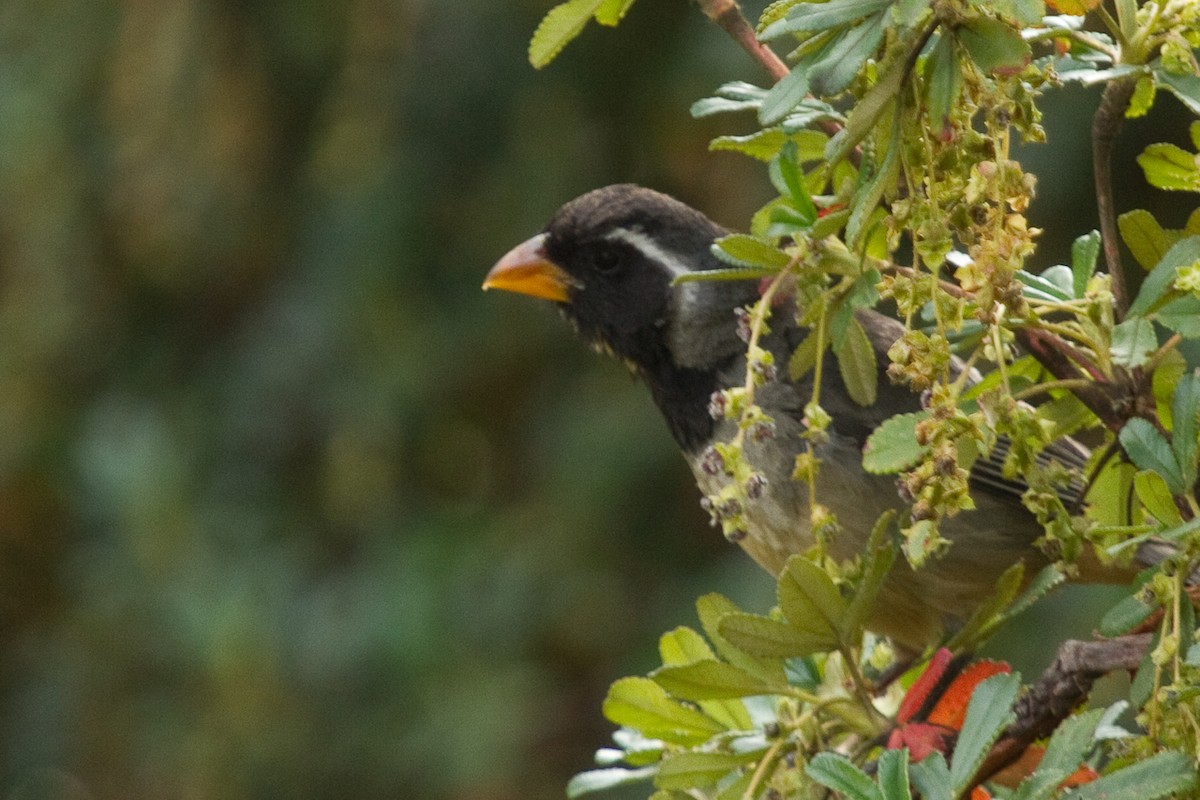 Golden-billed Saltator - ML97983341