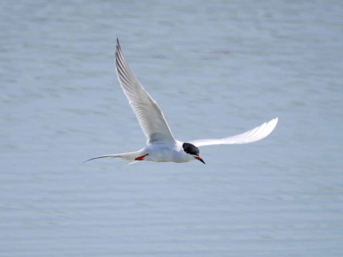 Forster's Tern - ML97983951