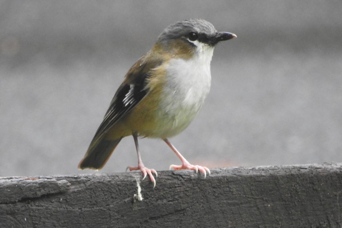 Gray-headed Robin - ML97984271