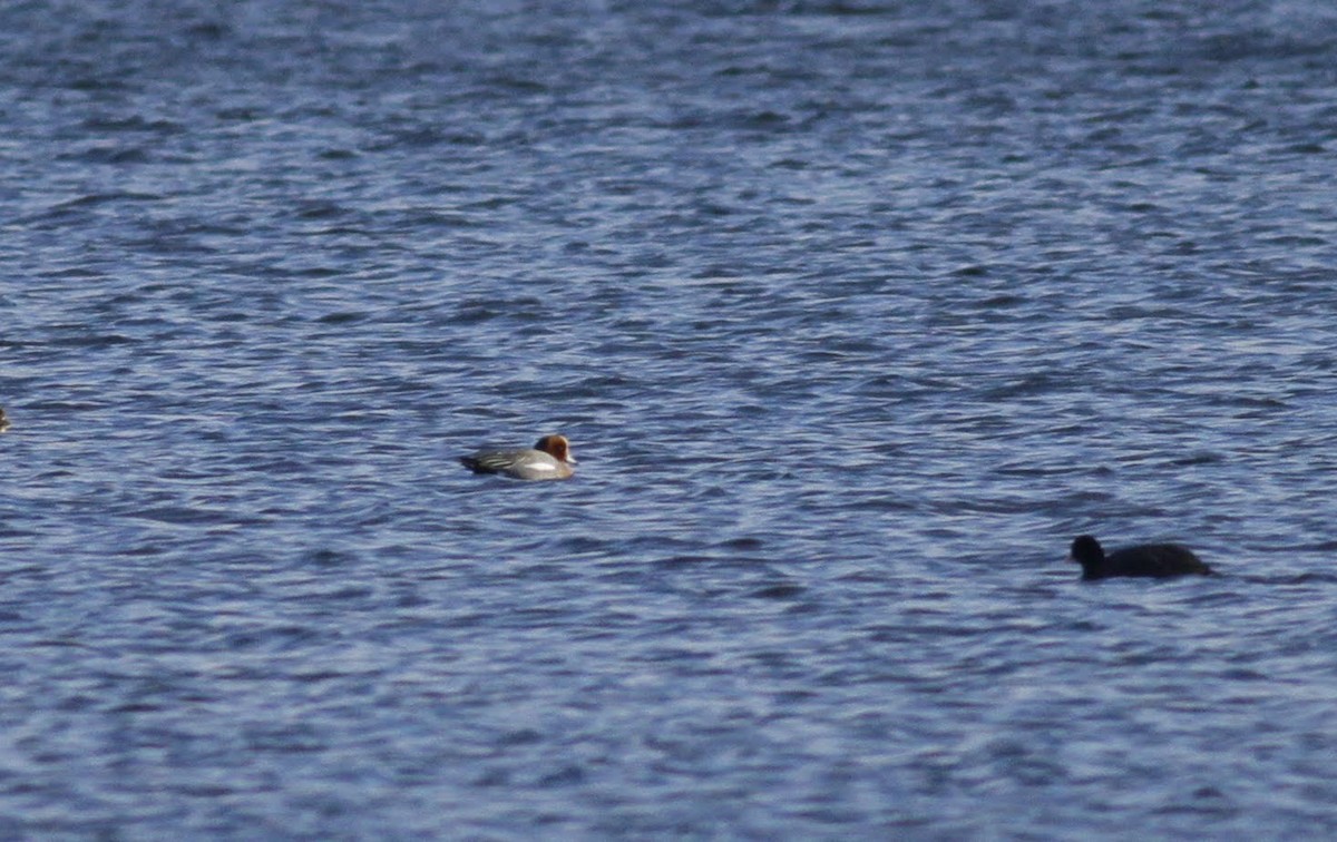 Eurasian Wigeon - ML97984391