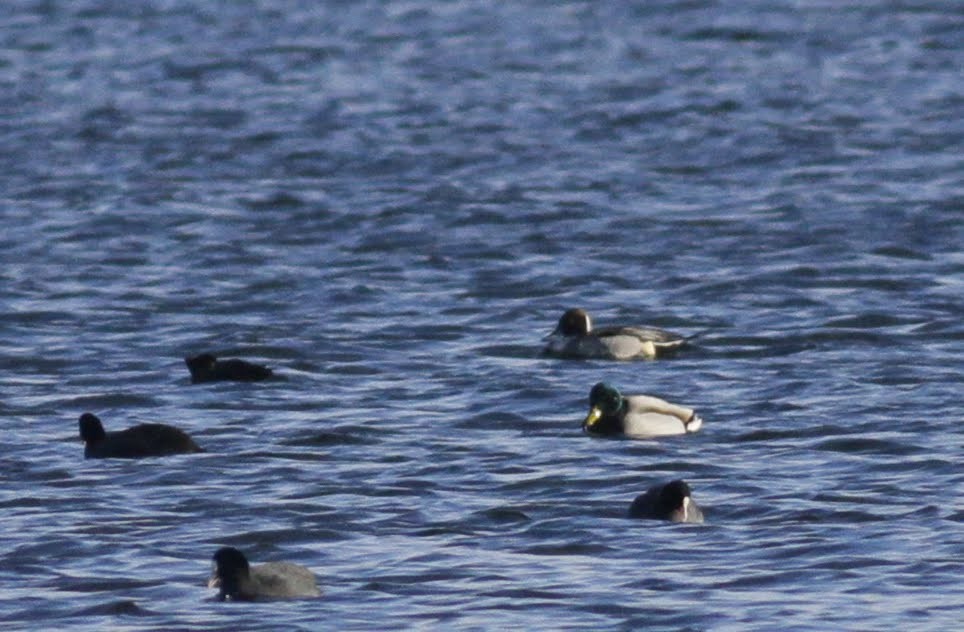 Northern Pintail - ML97984431