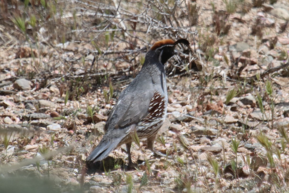 Gambel's Quail - ML97984441