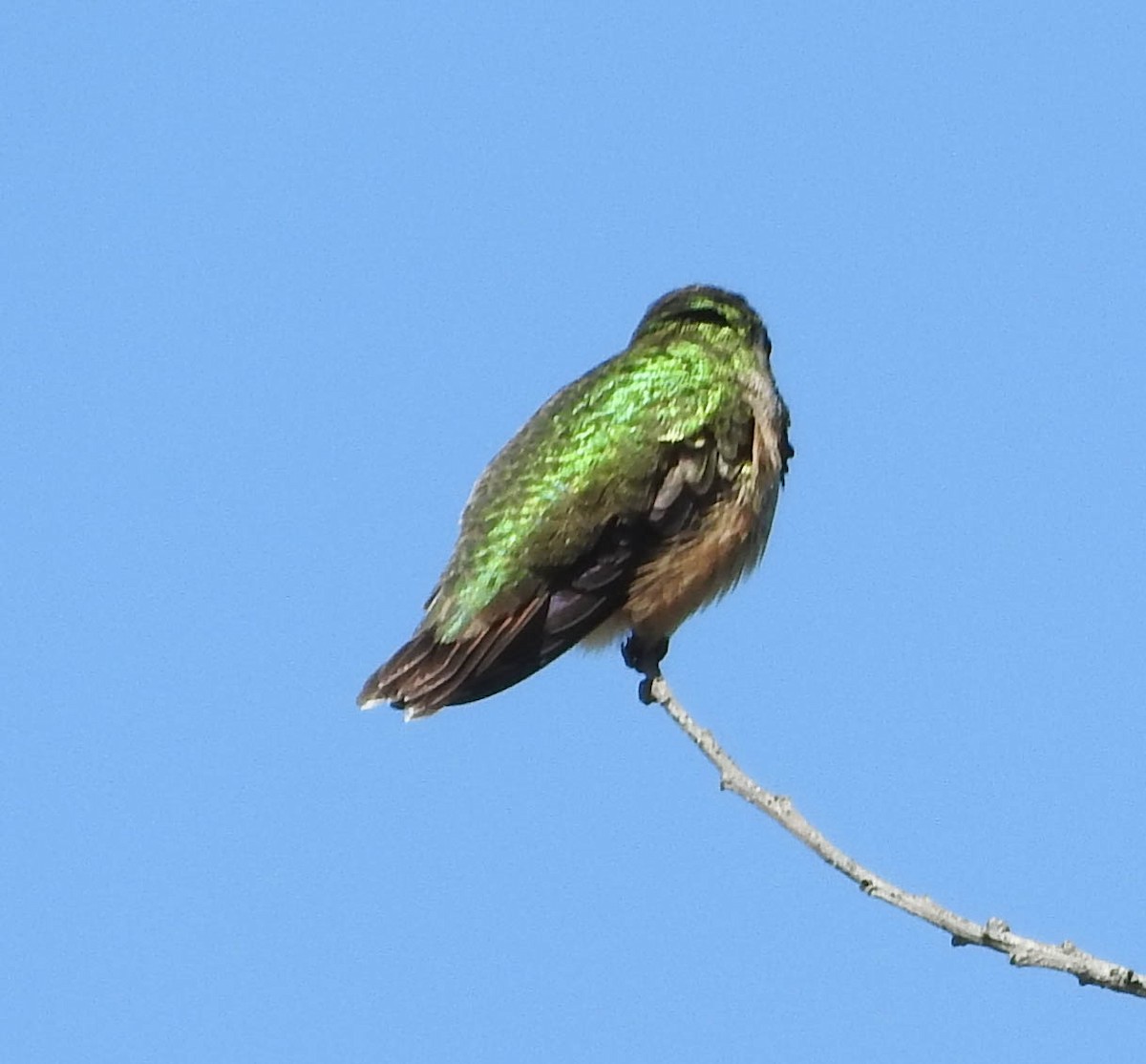 Calliope Hummingbird - ML97984851