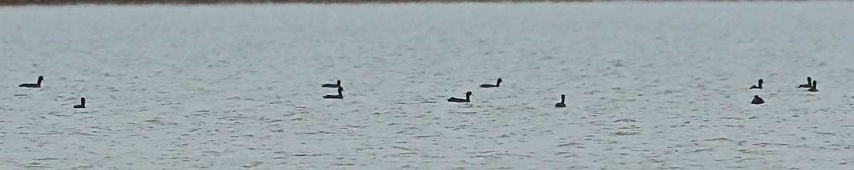 American Coot - ML97984871