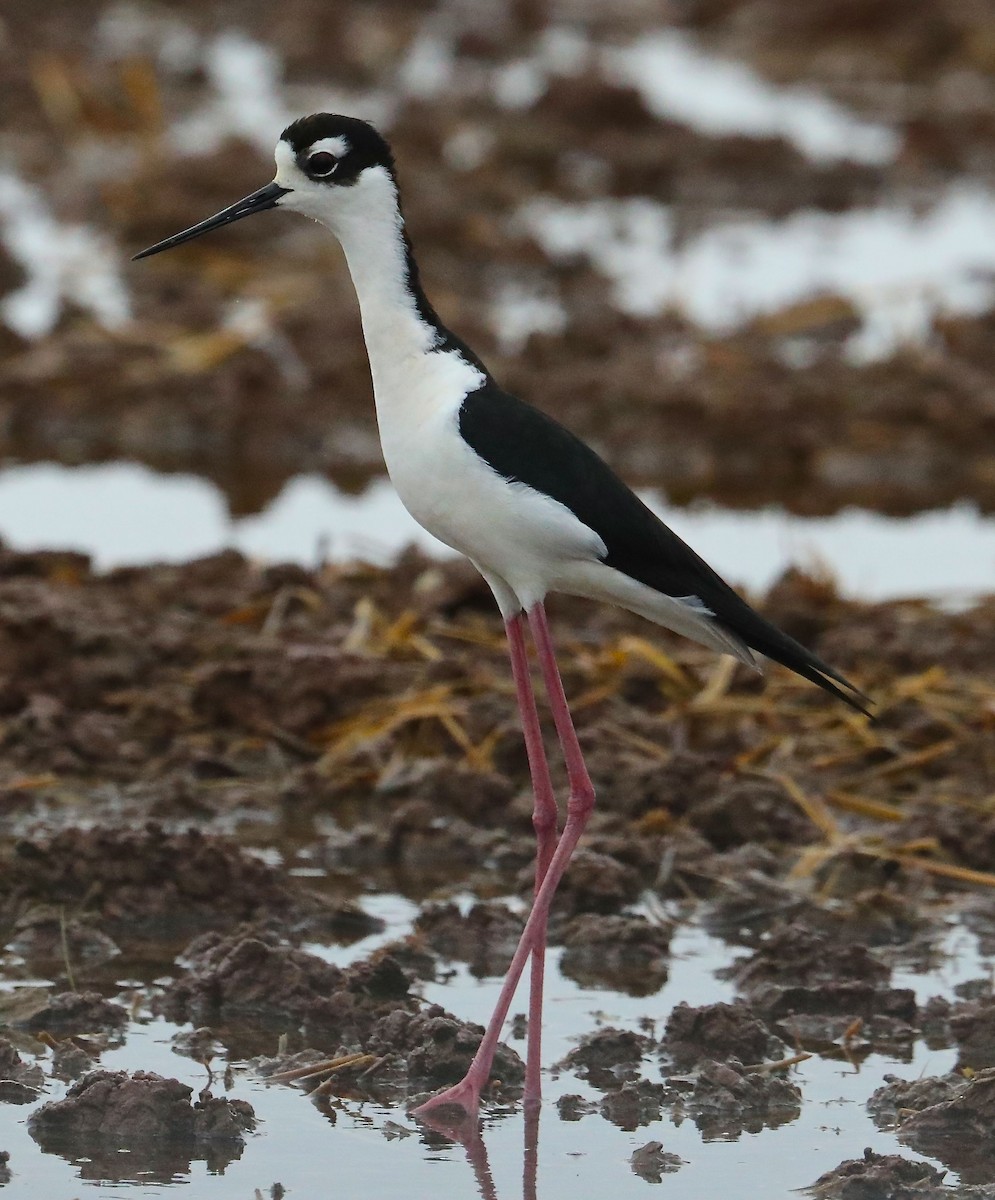 Cigüeñuela Cuellinegra - ML97984911