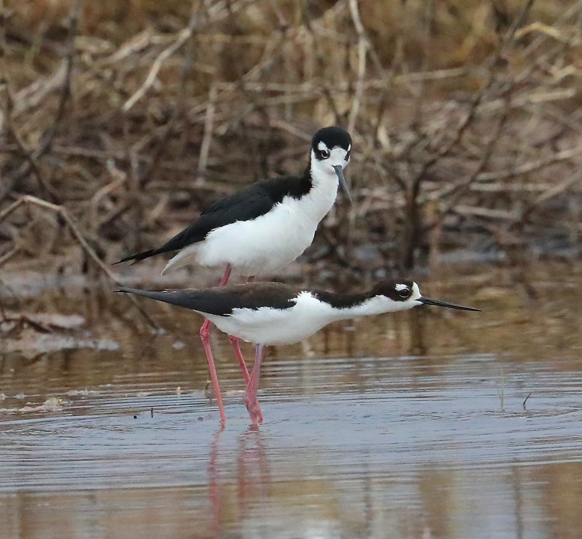 Schwarznacken-Stelzenläufer - ML97984921