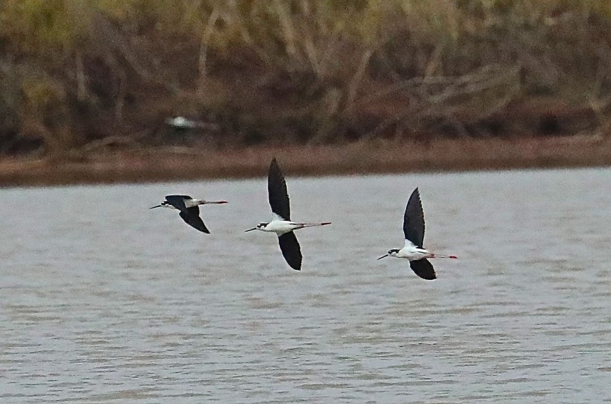 Schwarznacken-Stelzenläufer - ML97984931