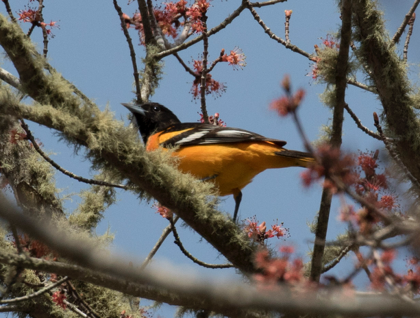 Baltimore Oriole - ML97985101