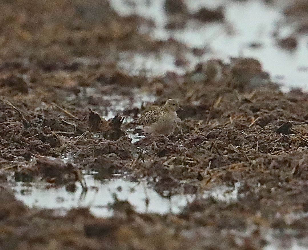 Buff-breasted Sandpiper - ML97985151