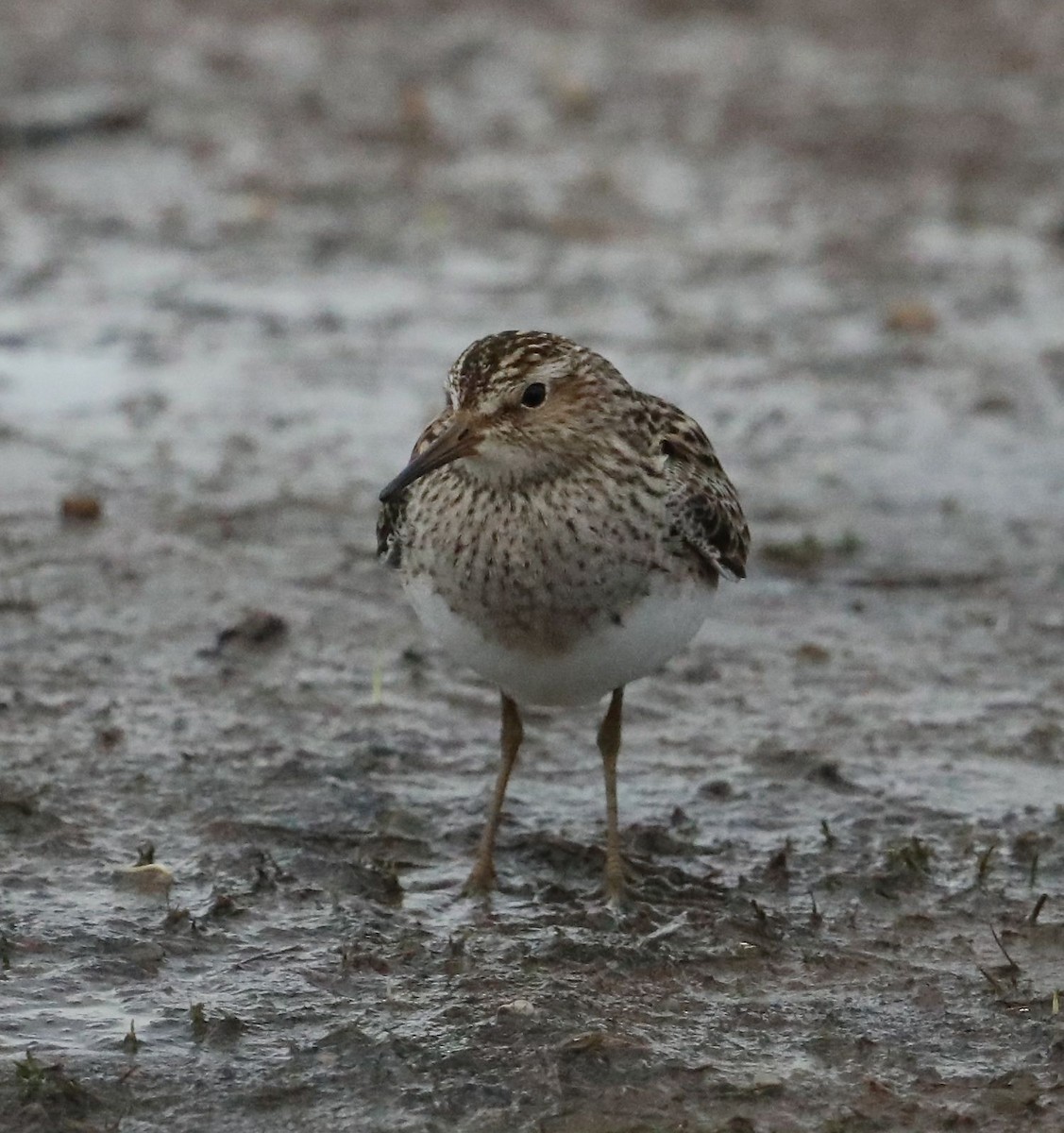 Pectoral Sandpiper - ML97985181