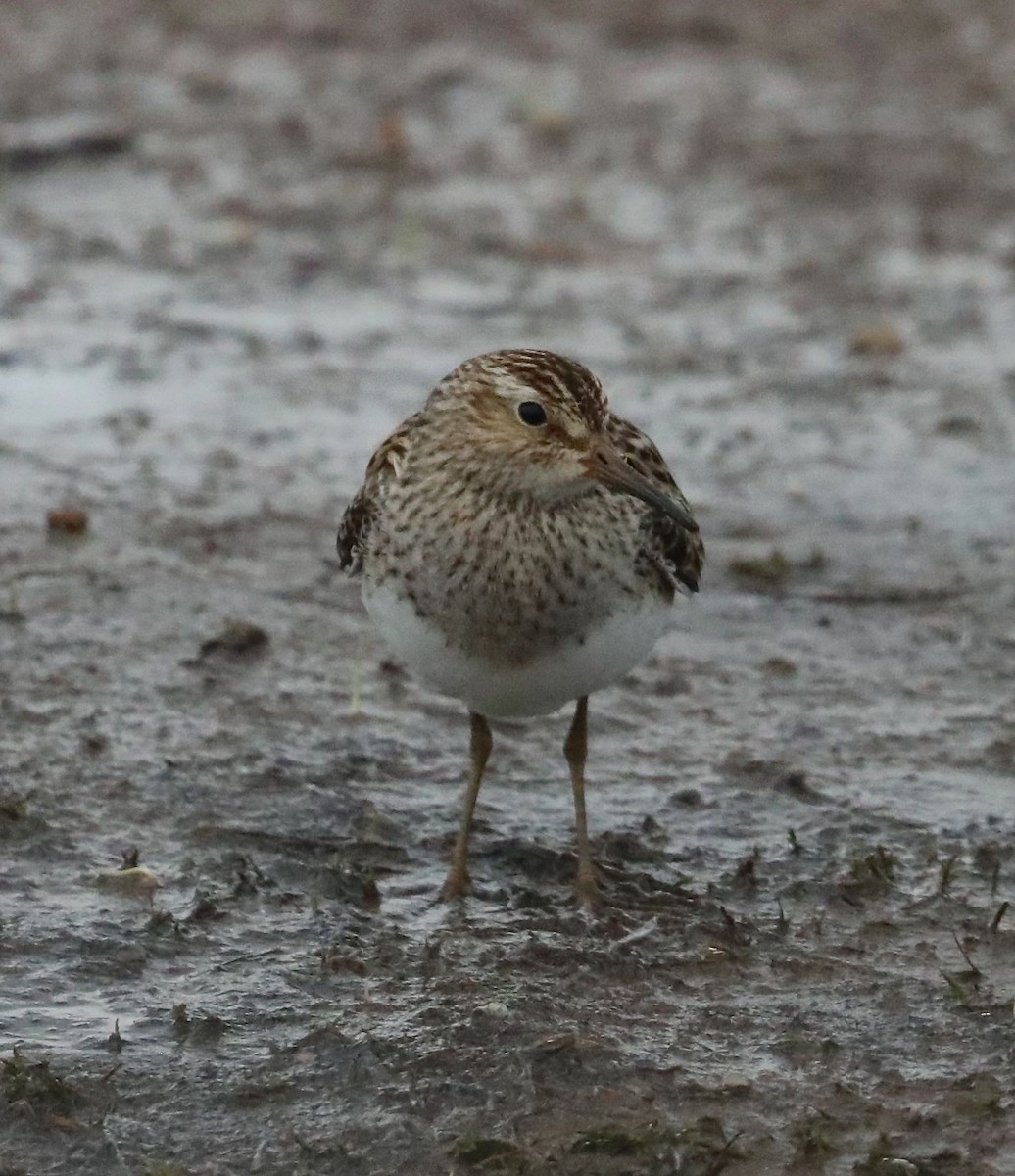 Pectoral Sandpiper - Charles Lyon