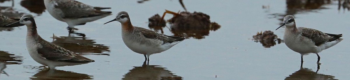 Wilson's Phalarope - ML97985301