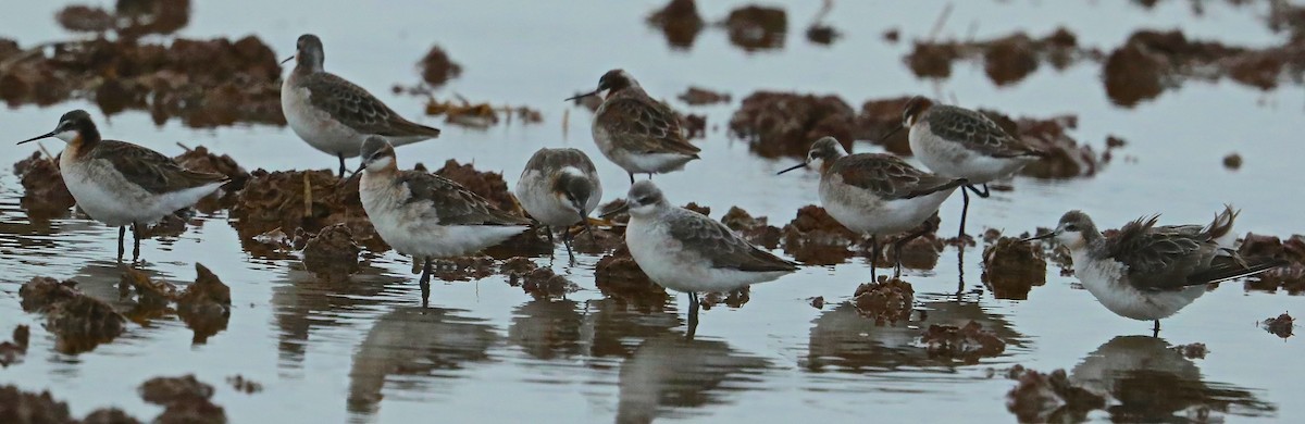 Falaropo Tricolor - ML97985311