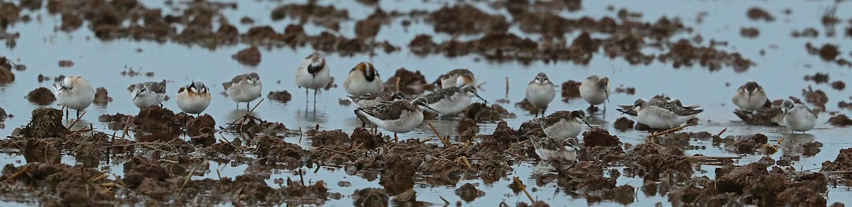 Wilson's Phalarope - ML97985321