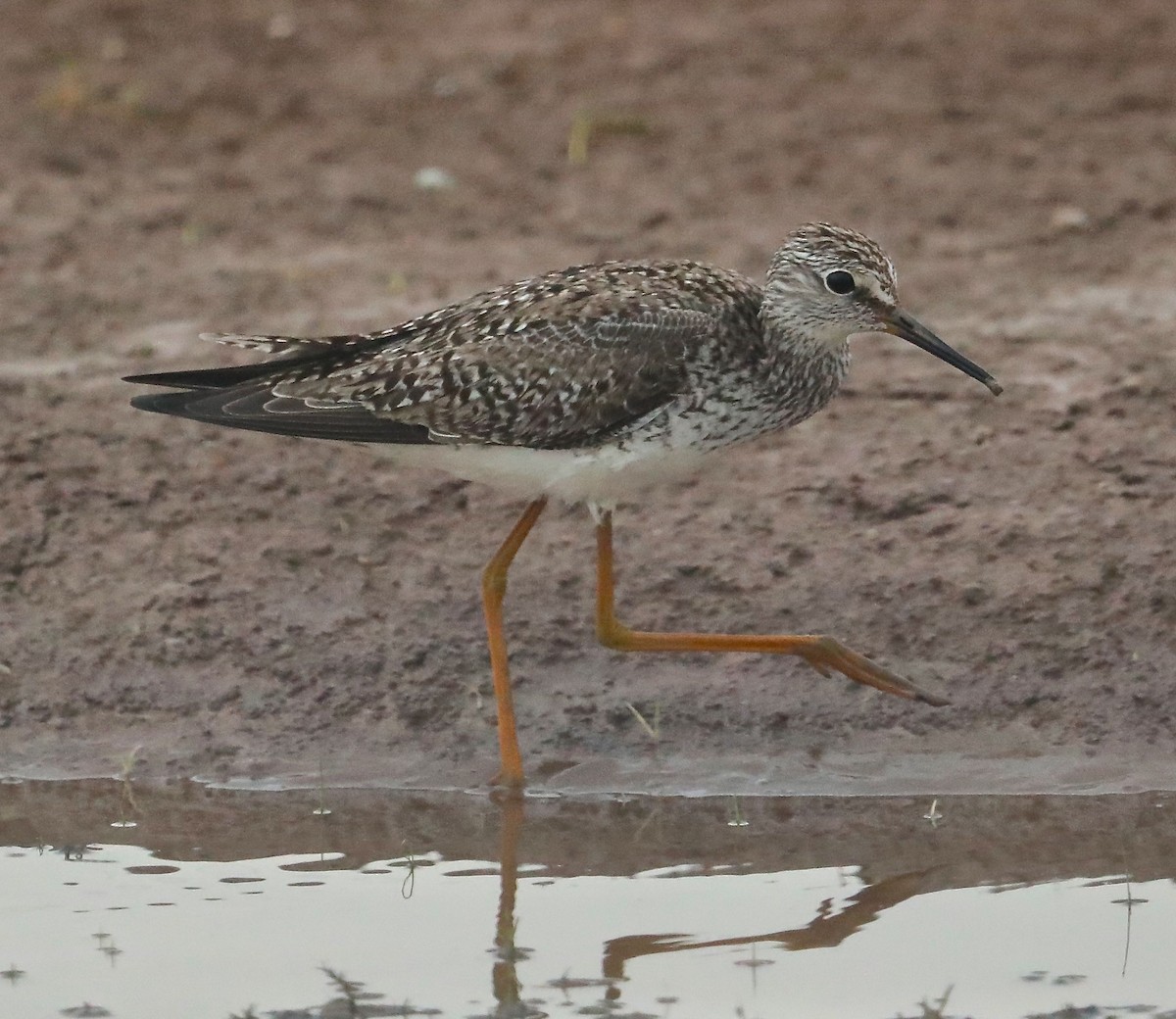 Lesser Yellowlegs - ML97985351