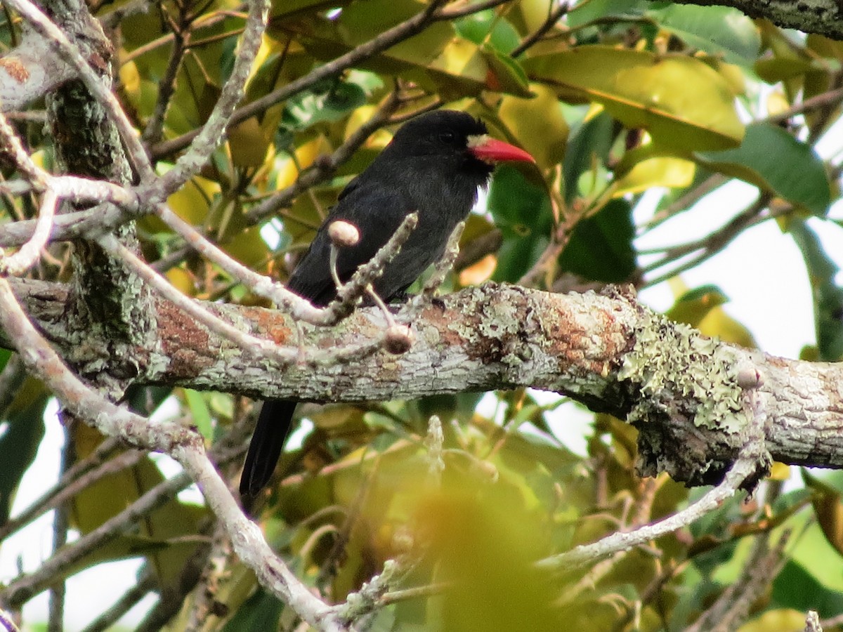 White-fronted Nunbird - Elder Gomes Silva