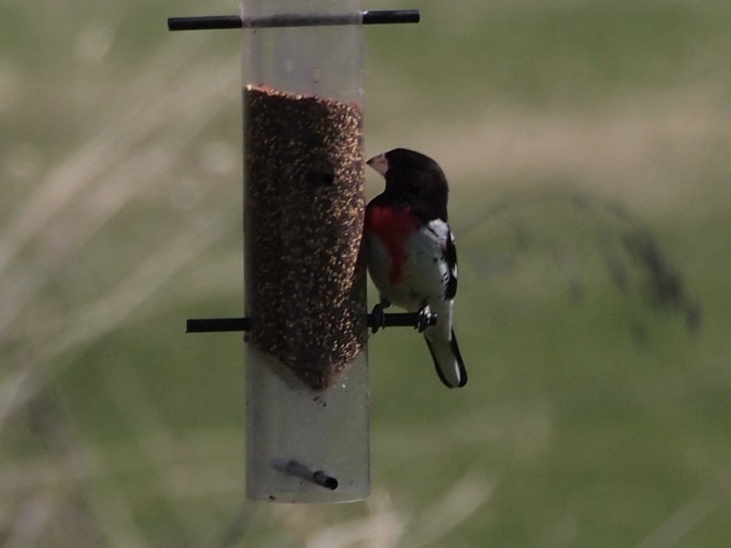 Rose-breasted Grosbeak - Joshua Snodgrass