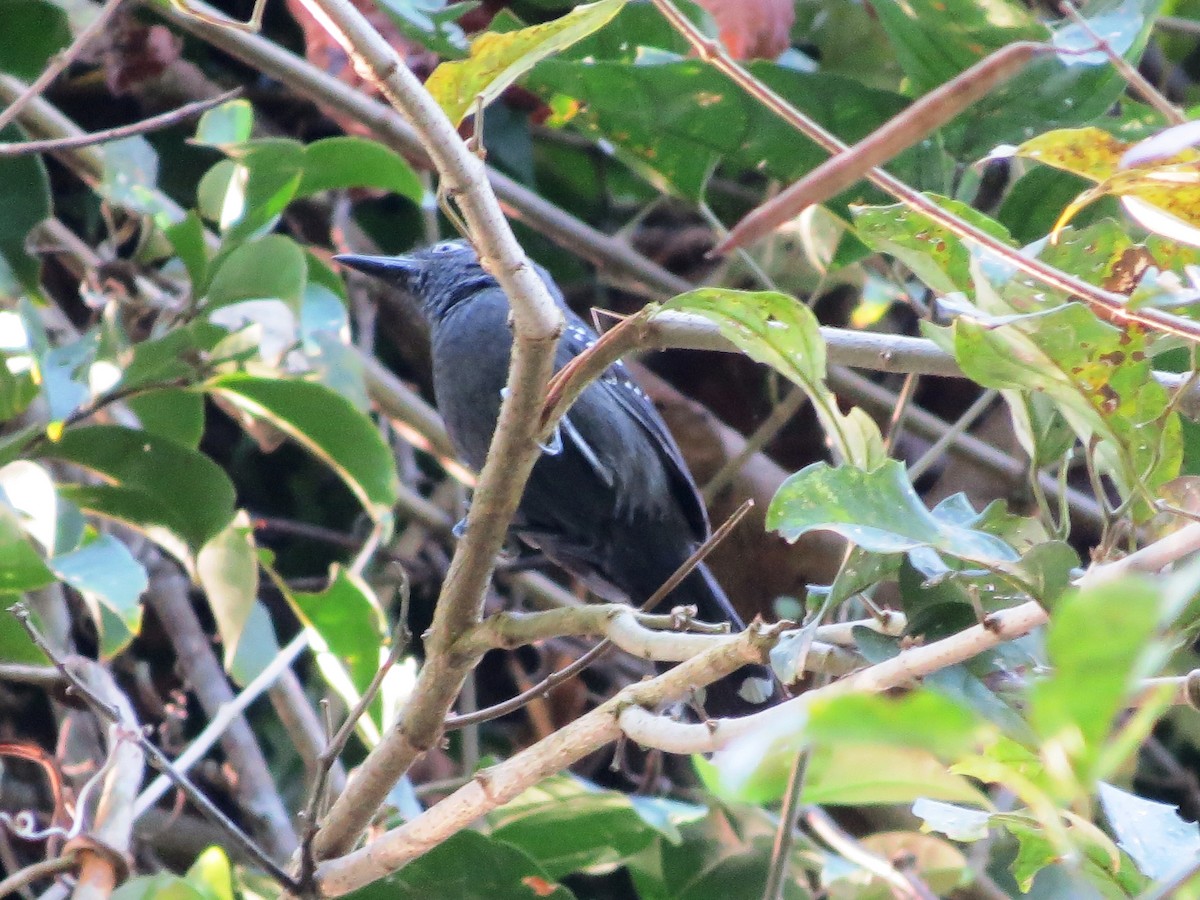 Gray Antbird - ML97986201