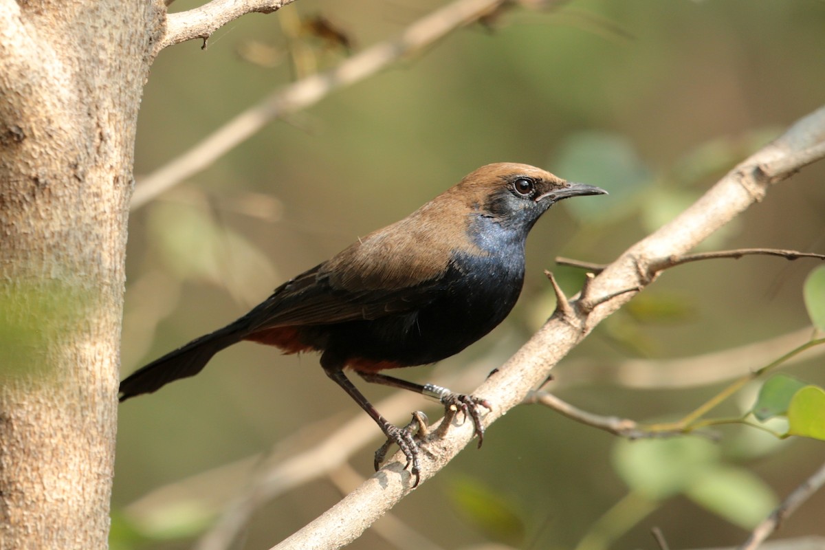 Indian Robin - ML97986361