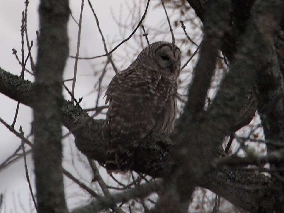 Barred Owl - ML97986751