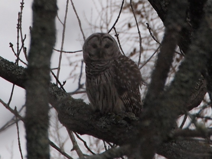 Barred Owl - ML97986771