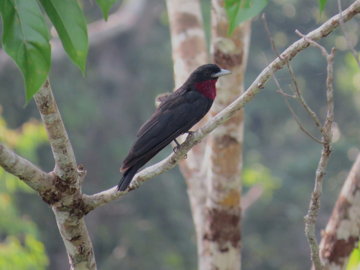 Purple-throated Fruitcrow - Elder Gomes Silva