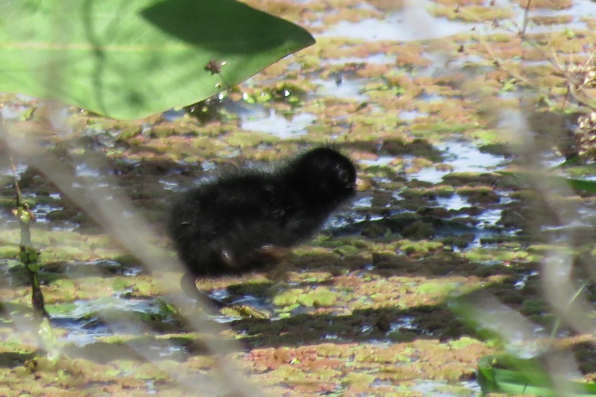 Schiribilla grigiata - ML97987171