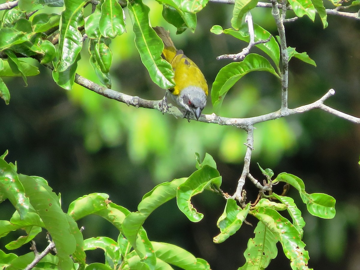 Yellow-shouldered Grosbeak - Elder Gomes Silva