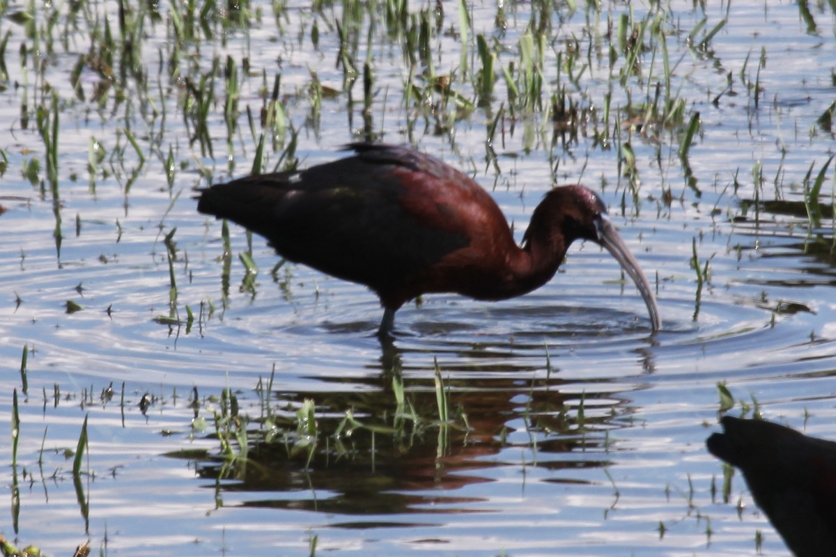 Ibis falcinelle - ML97991051
