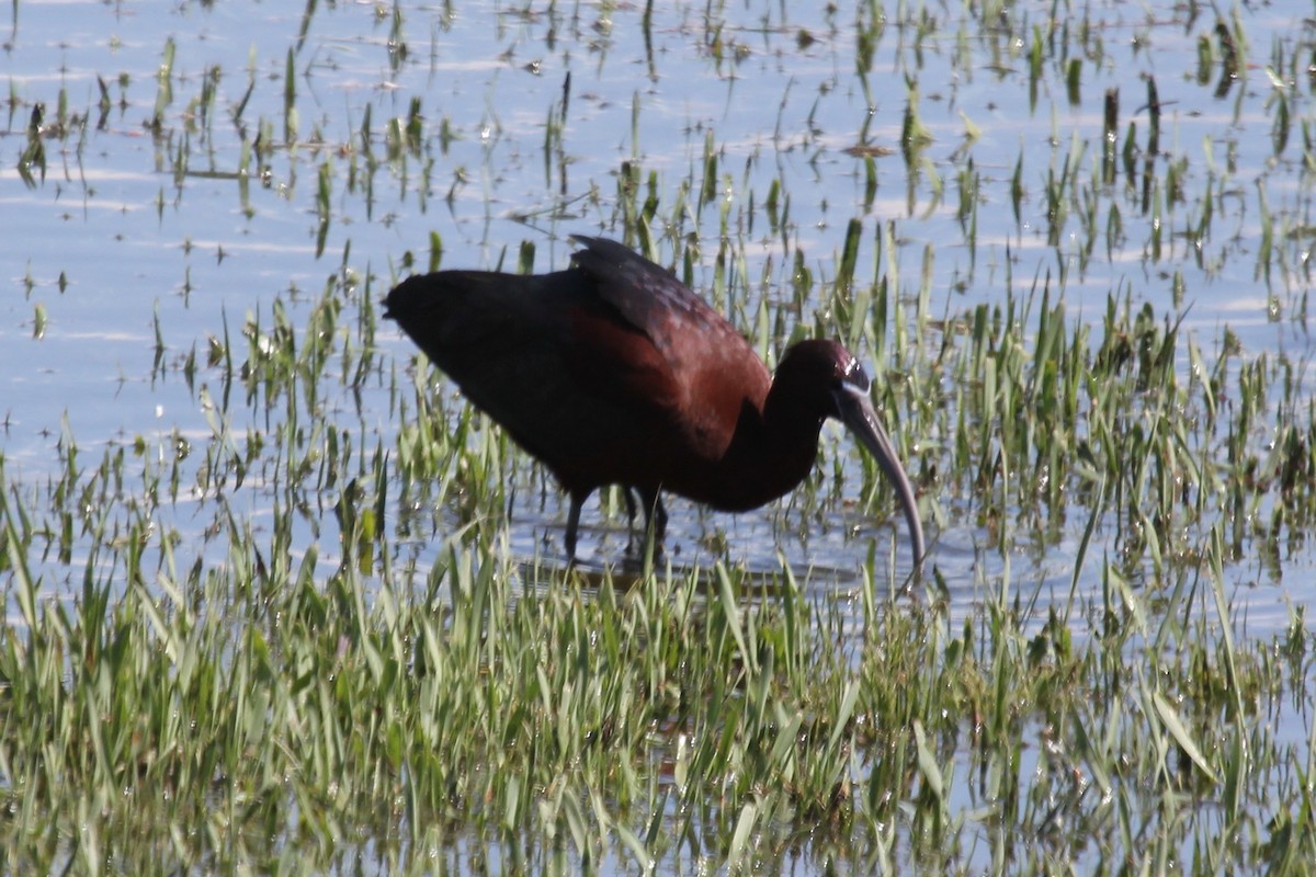 Ibis falcinelle - ML97991071