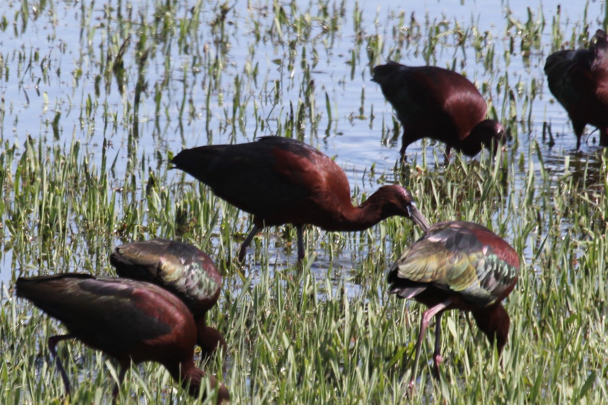 Ibis falcinelle - ML97991081