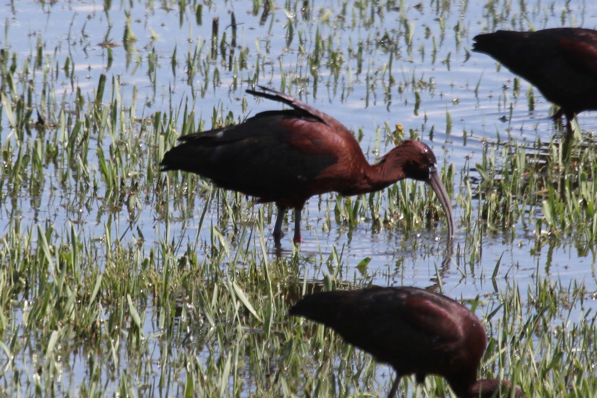 Glossy Ibis - ML97991091