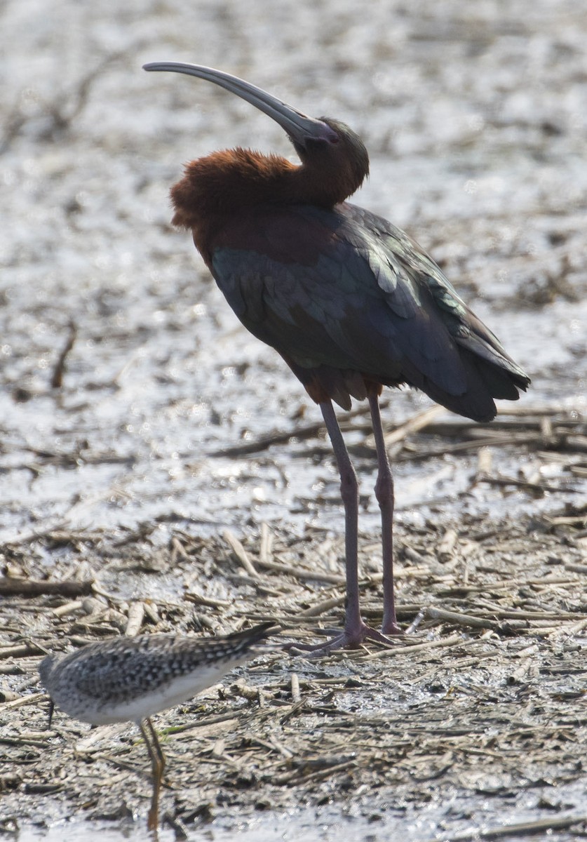 Hybride Ibis falcinelle x I. à face blanche - ML97991101