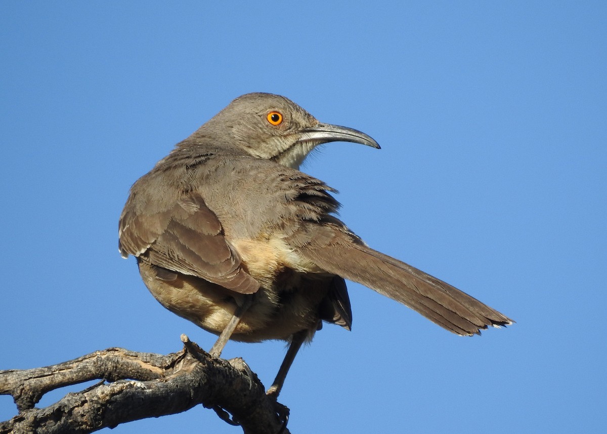 Curve-billed Thrasher - ML97991401