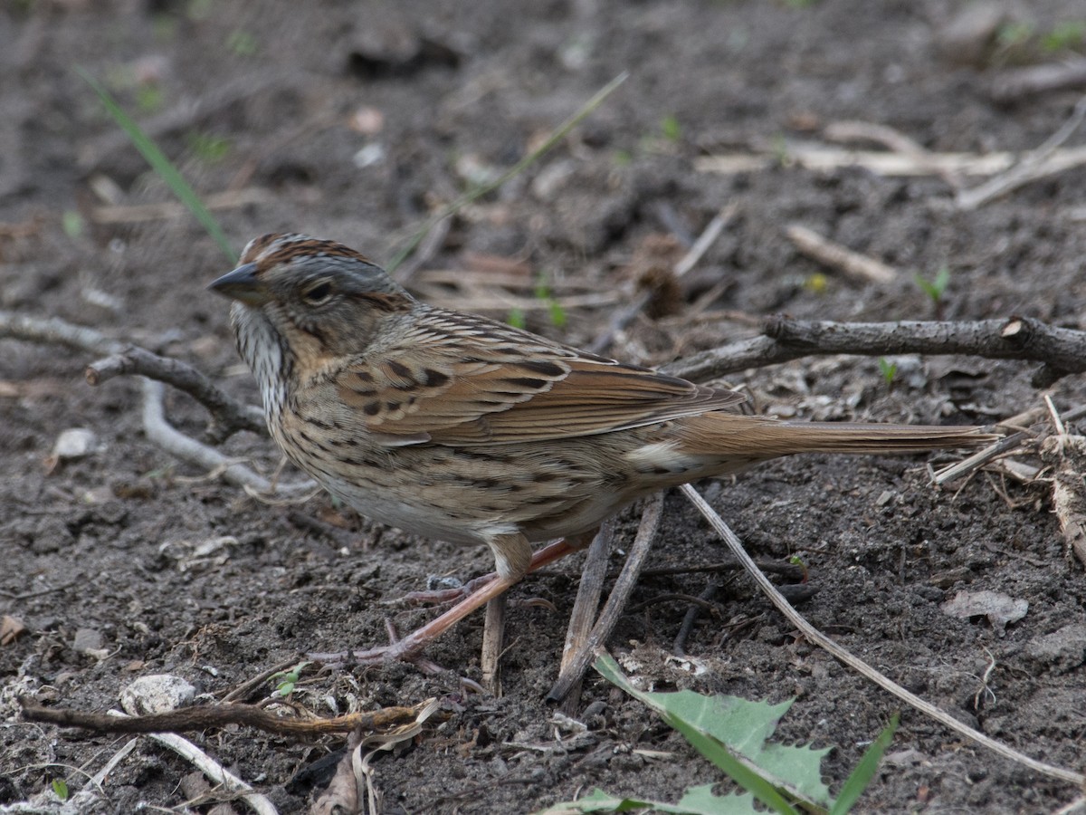 Lincoln's Sparrow - T I