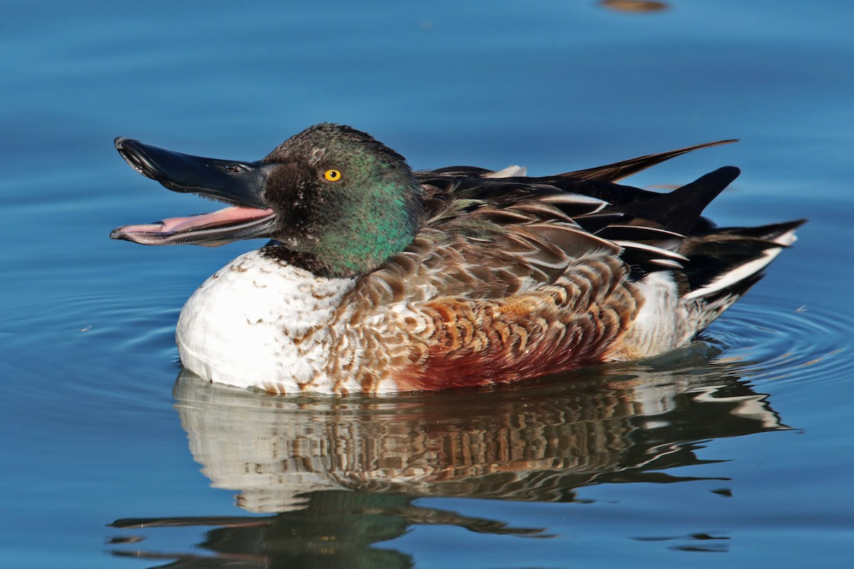 Northern Shoveler - ML97991931