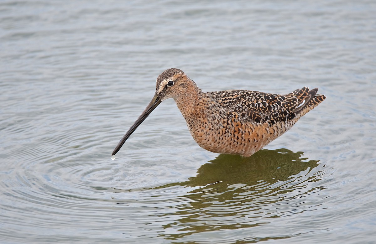 Long-billed Dowitcher - ML97992271