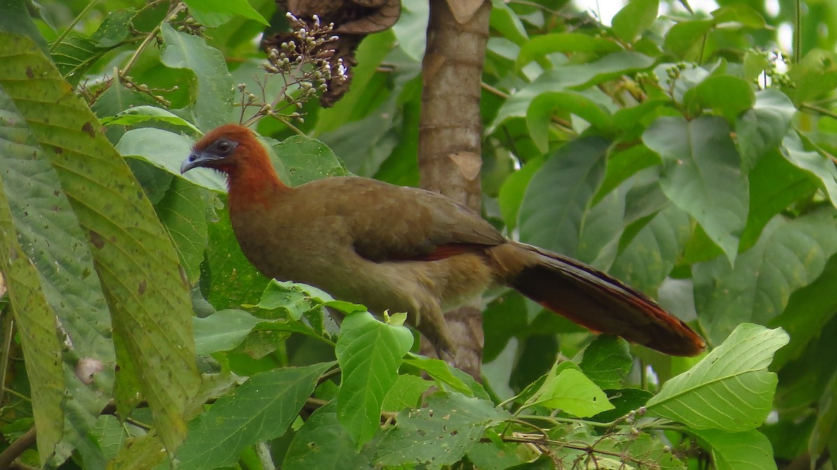 Chachalaca Cabecirrufa - ML97992961