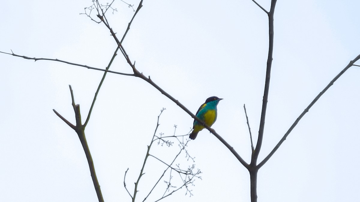 Black-faced Dacnis - Jorge Muñoz García   CAQUETA BIRDING