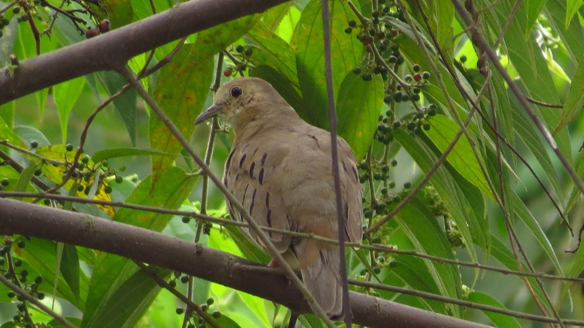 Ecuadorian Ground Dove - Jorge Muñoz García   CAQUETA BIRDING