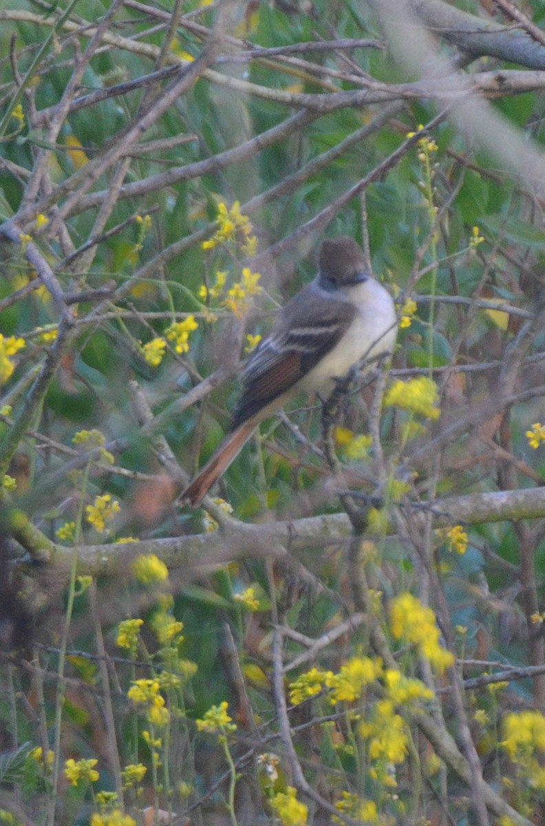 Ash-throated Flycatcher - ML97994341